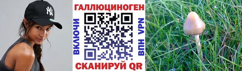 даркнет телеграм  mega tor  Белгород  Галлюциногенные грибы GOLDEN TEACHER 